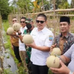 Bupati Koltim Panen Melon Bersama Poktan di Desa Lalowura