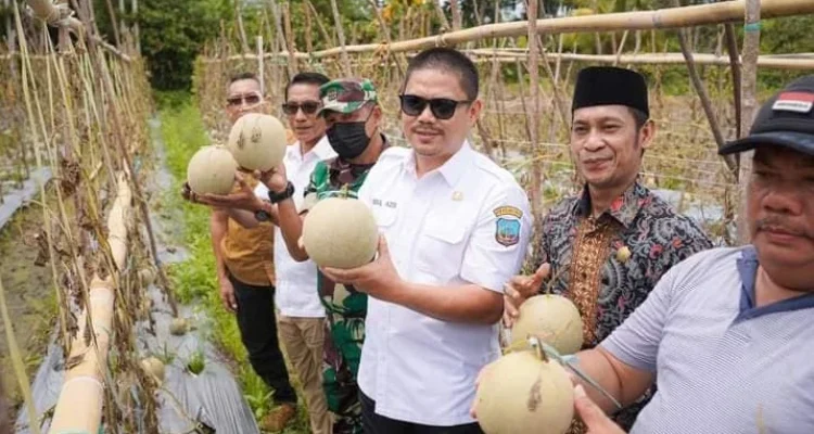 Bupati Koltim Panen Melon Bersama Poktan di Desa Lalowura