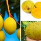 buah limus